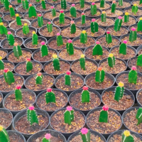 kaktus gymno mini